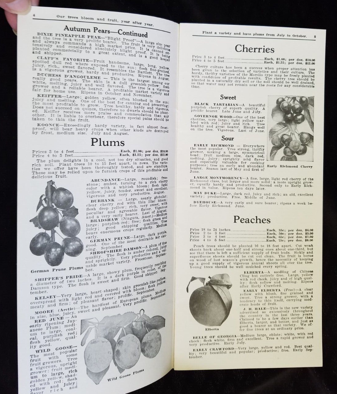Old Advertising Catalog Page Valley Nurseries Kimball VA Bolen Trees Roses Shrub