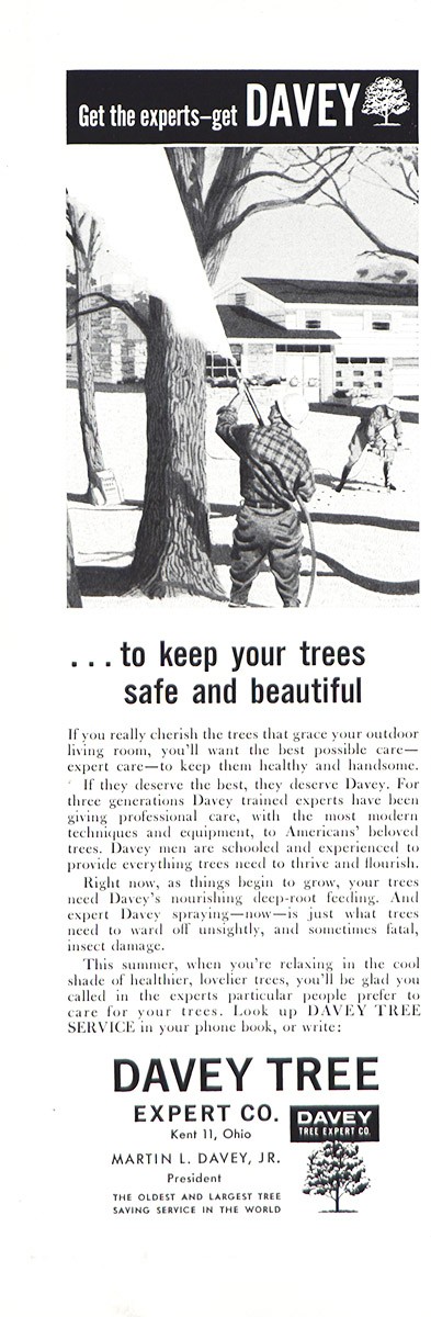 1961 Davey Tree: Safe and Beautiful Vintage Print Ad