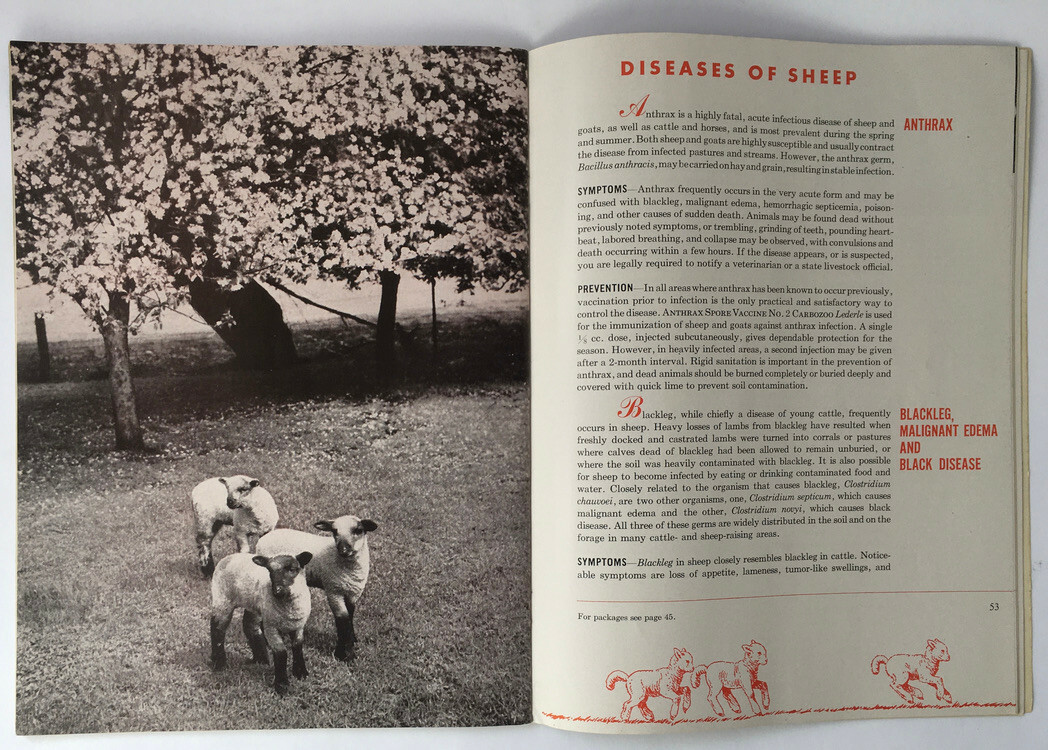 1947 Common Diseases of Livestock Lederle Laboratories Booklet Horses B&W Photos