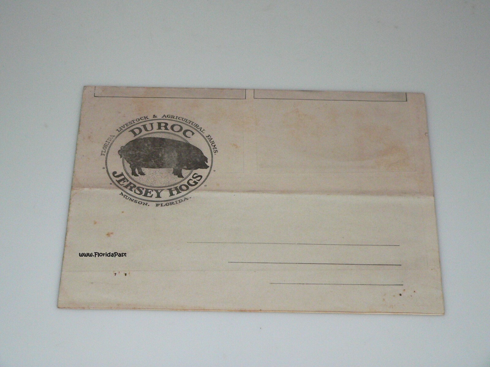 Early Duroc Jersey Hogs Munson, Florida Livestock & Agricultural Farms Brochure