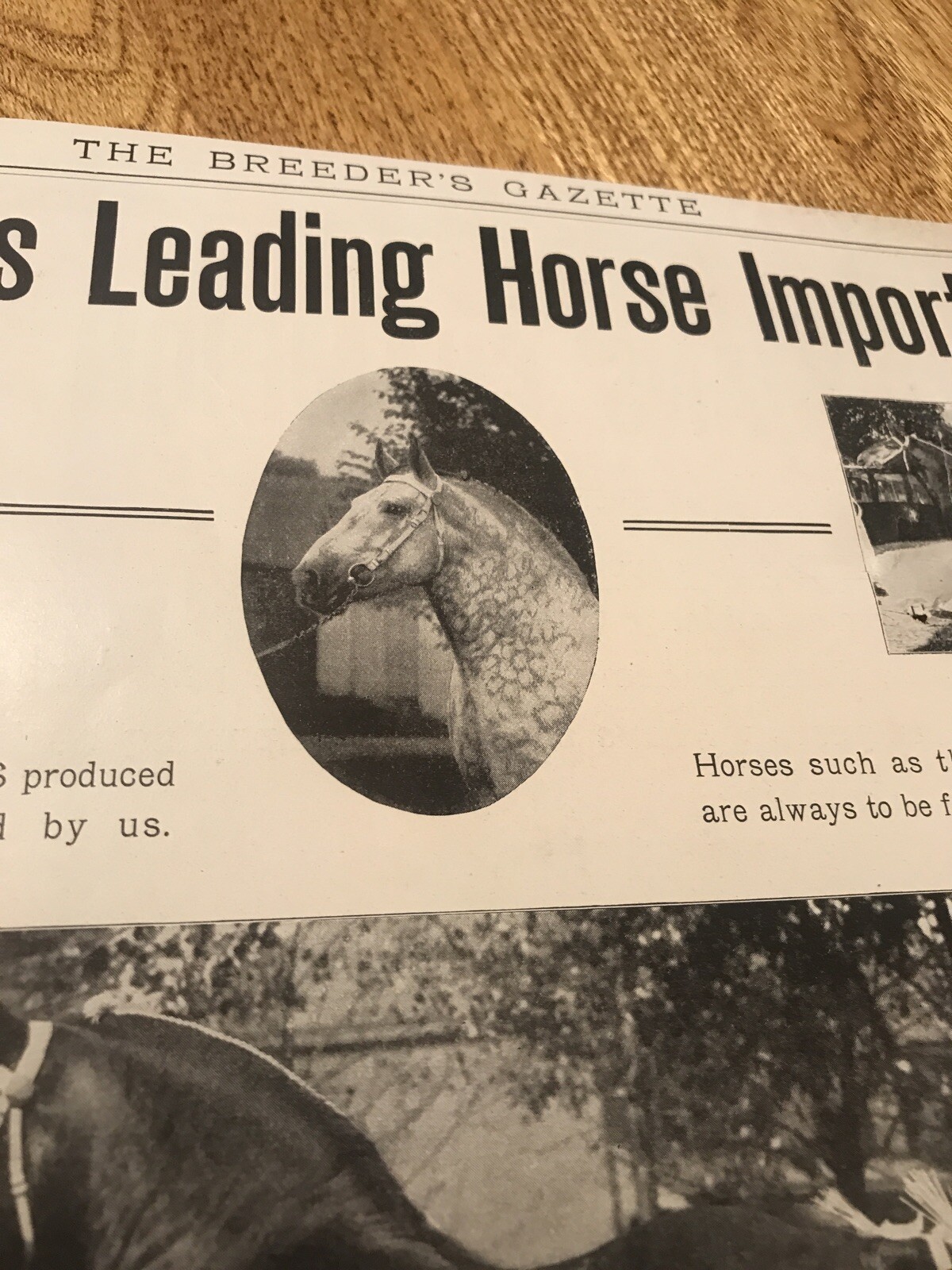 1911 McLaughlin Bros. Horse Advertising – Oakland – California – Columbus – Ohio