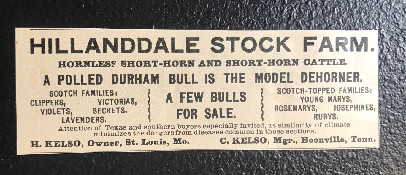 1902 Hillanddale Farm Cattle Cow Advertising – Boonville – Tennessee – St. Louis