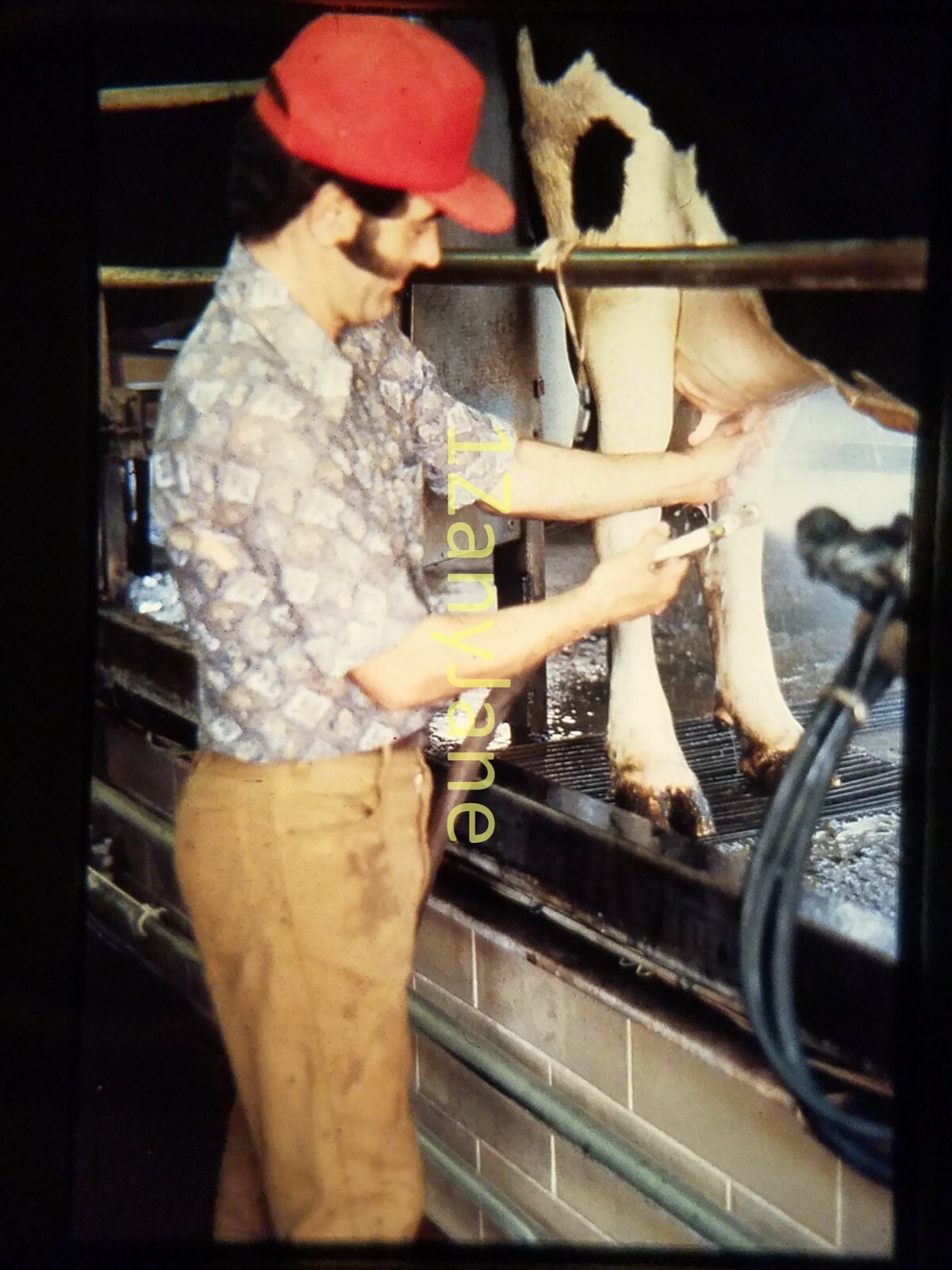 AC1417 35mm Slide of an Allis-Chalmers from MEDIA ARCHIVES MAN MILKING COW