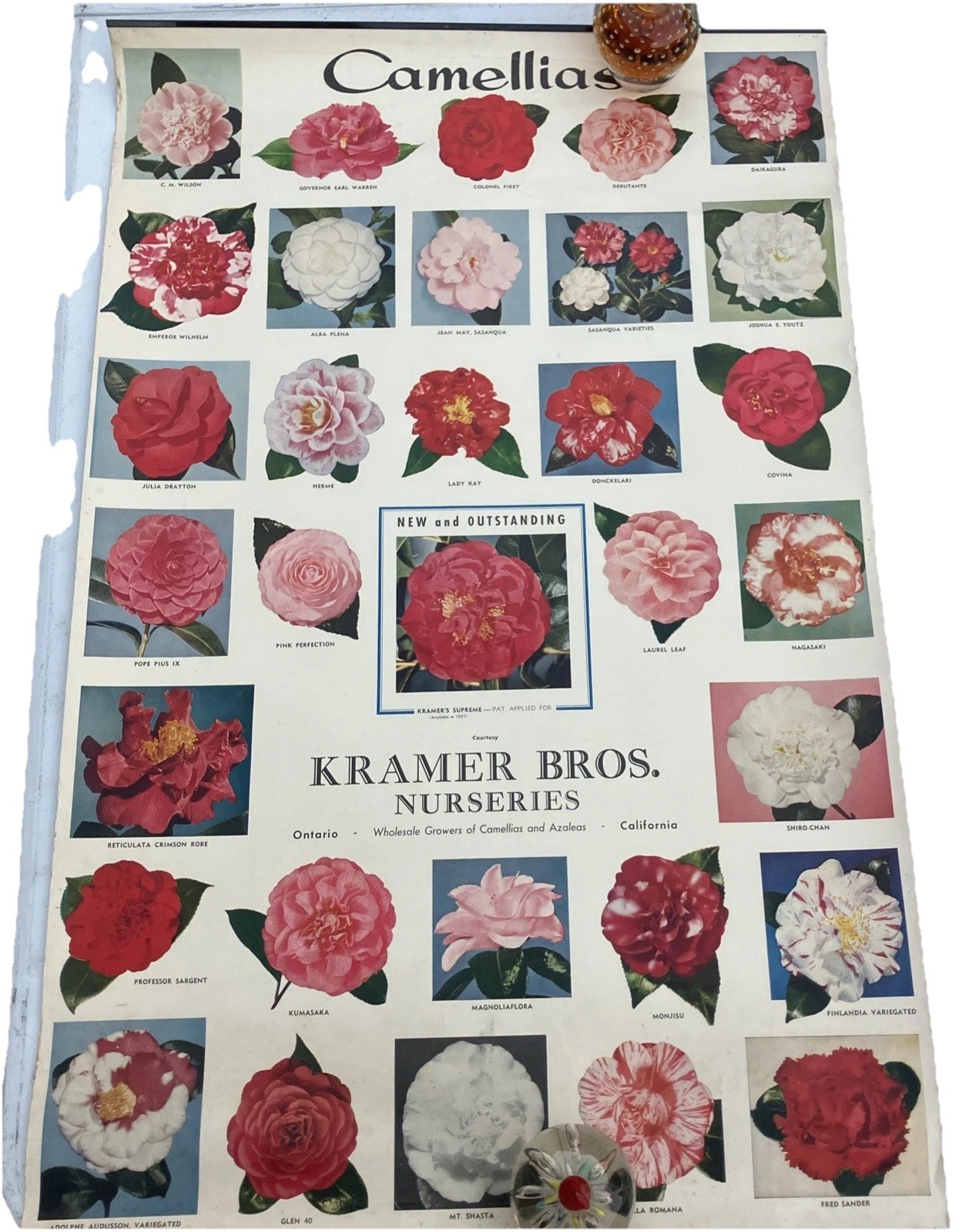 Kramer Brothers nurseries Poster advertising flowers Ontario, CA 1956 Camellias