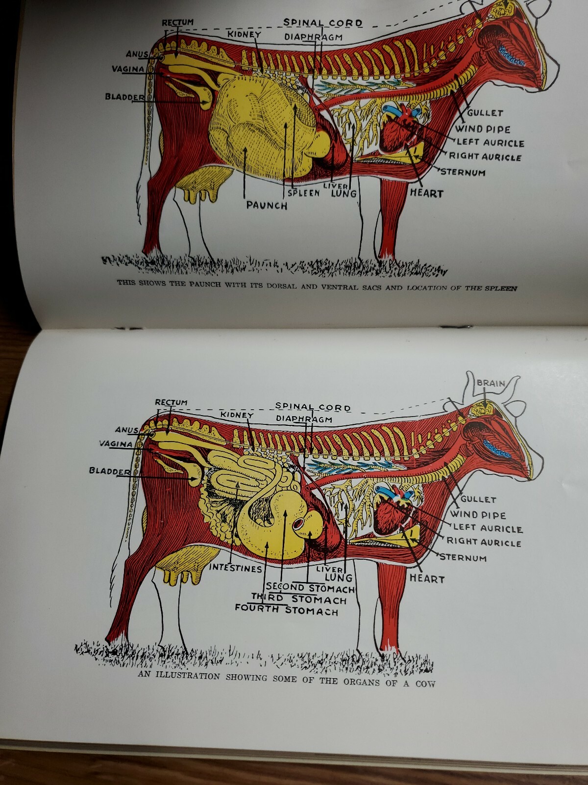 1956 How to Treat COMMON AILMENTS OF FARM ANIMALS / HOARD&rsquo;S DAIRYMAN Fort Atkins