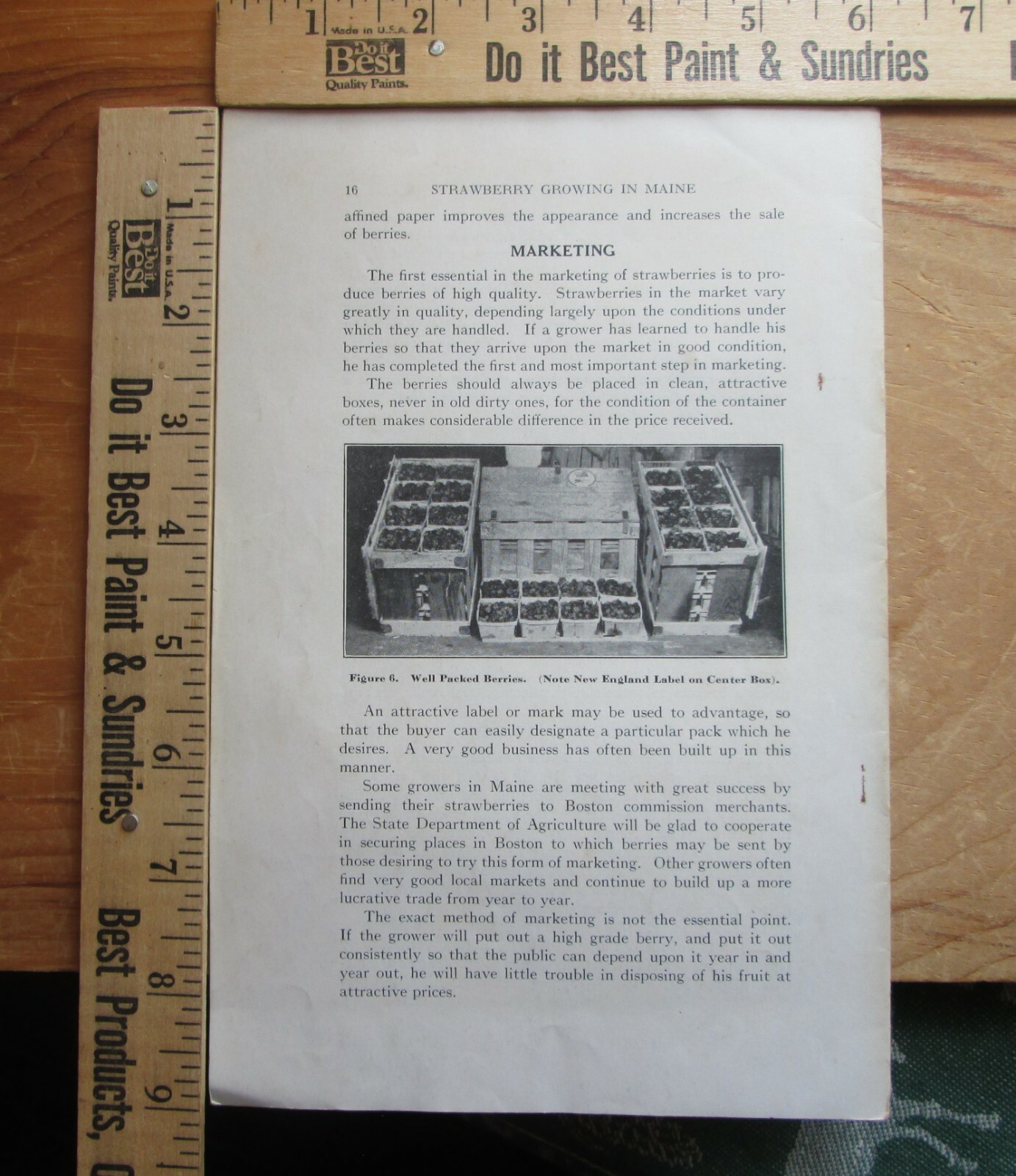 strawberry growing in maine – maine department of agriculture 1932