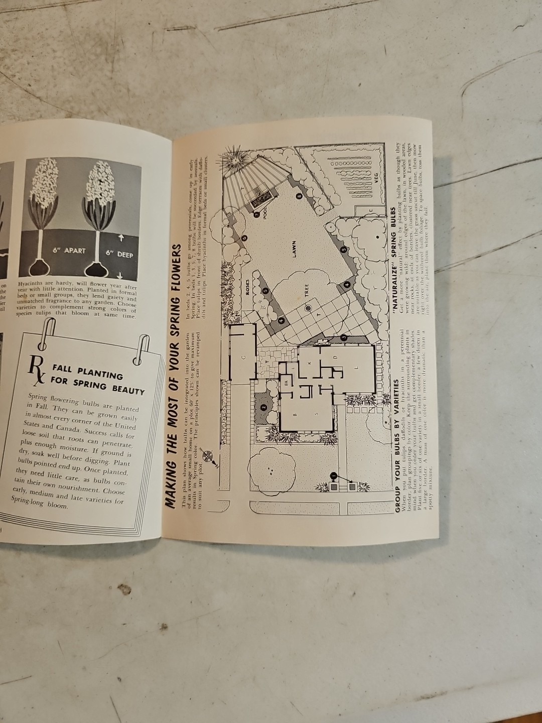 Vintage Associated Bulb Growers of Holland Brochure Dutch Bulbs