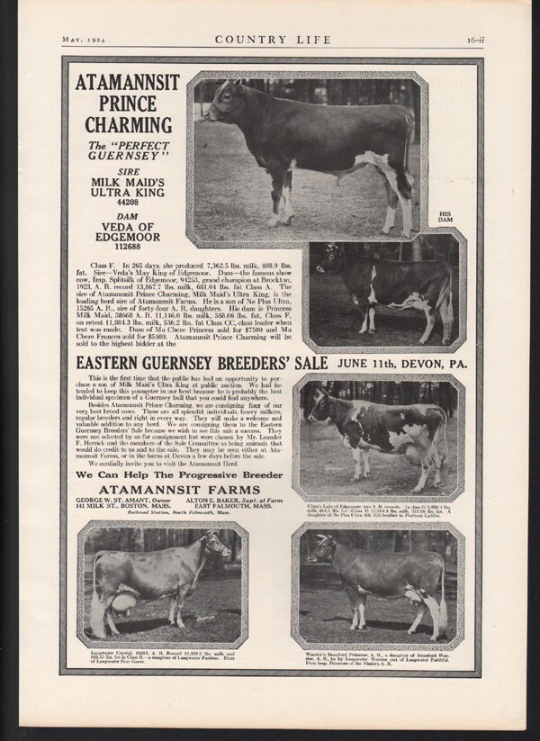 1924 ATAMANNSIT COW GUERNSEY FARM BREED SALE SIRE MILK CALF BULL DEVON PA 21743