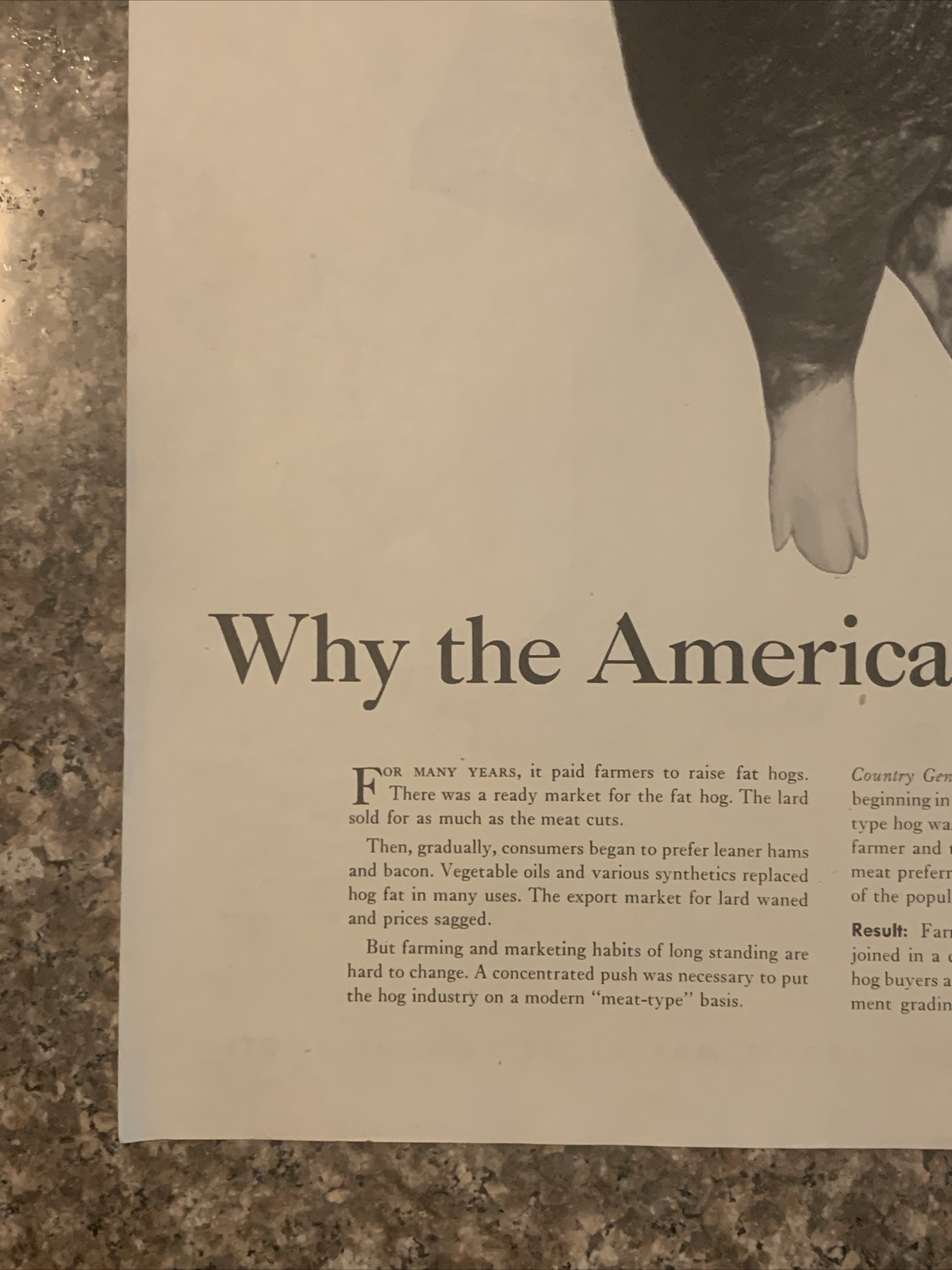 1954 Country Gentleman Magazine Promo PRINT AD Hog Has New Lean Look VTG 1950s