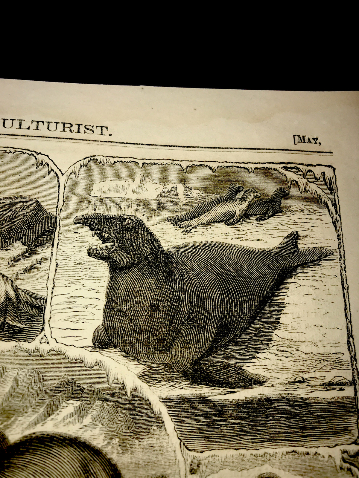 ORIGINAL 1873 ANIMALS OF THE SEAL FAMILY Engraving Advertising