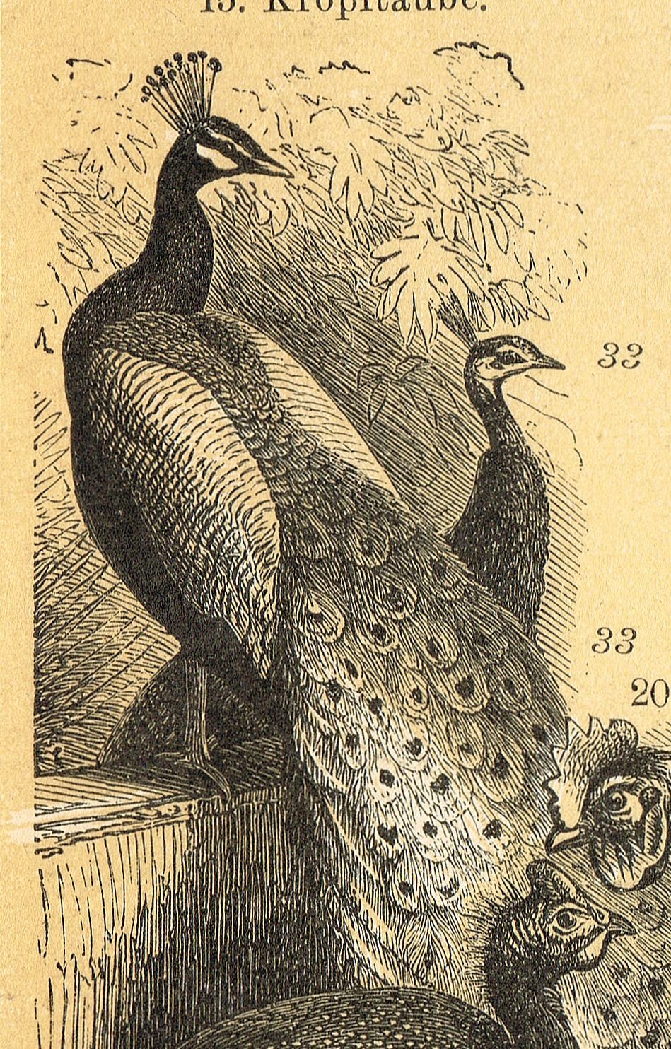 POULTRY 1895 Ducks Chickens Geese Turkey Antique Original Vintage PRINTS