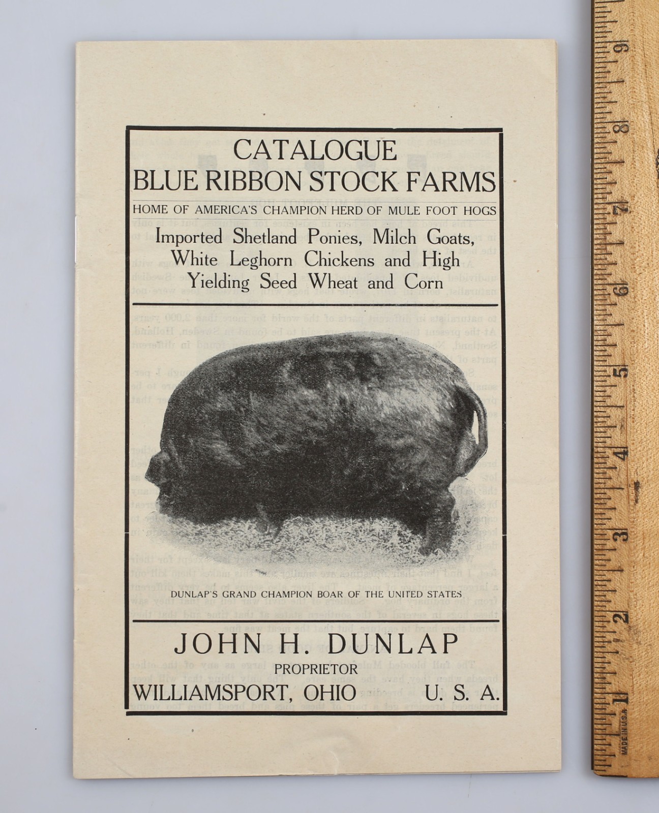 1933 John H. Dunlap Blue Ribbon Stock Farms Mule Foot Hogs Catalog + Ephemera