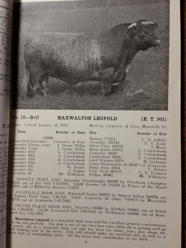 c1923 Maxwalton Herd Carpenter and Ross Cattle Auction Mansfield Ohio OH