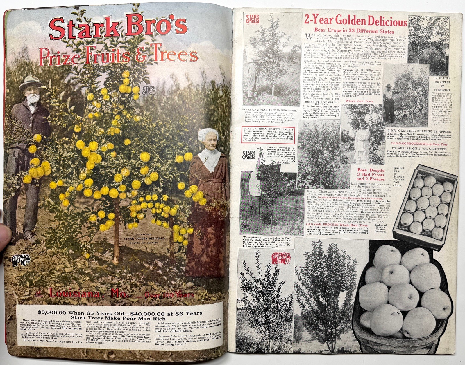 1922 STARK BROS 20TH CENTURY FRUITS NURSERY CATALOG GOLDEN DELICIOUS APPLE PEACH