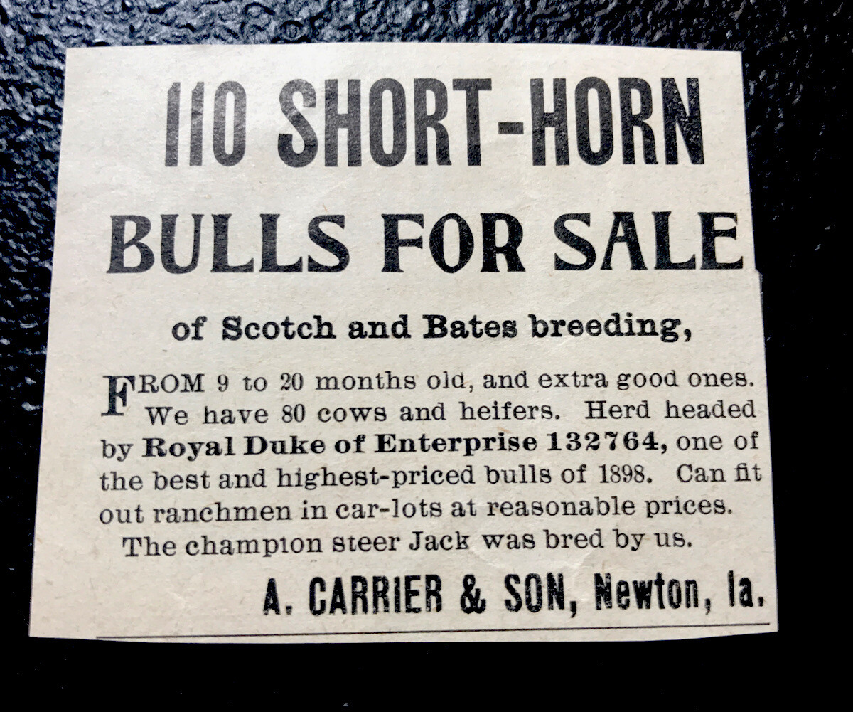 1900 Carrier & Son Farm Cattle Advertising – Newton – Iowa – Cow