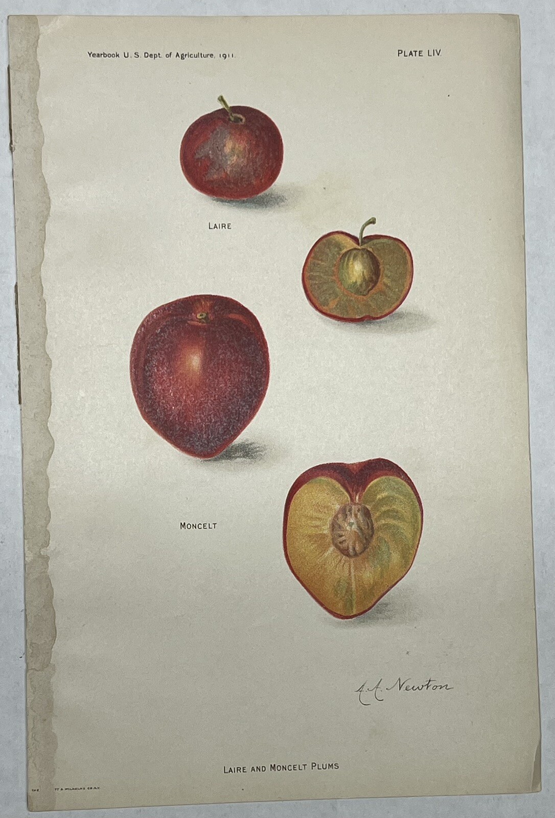 Original C1900 Fruit Print Lot,Plums & Peach,Damson,Laire,US Dept of Agriculture