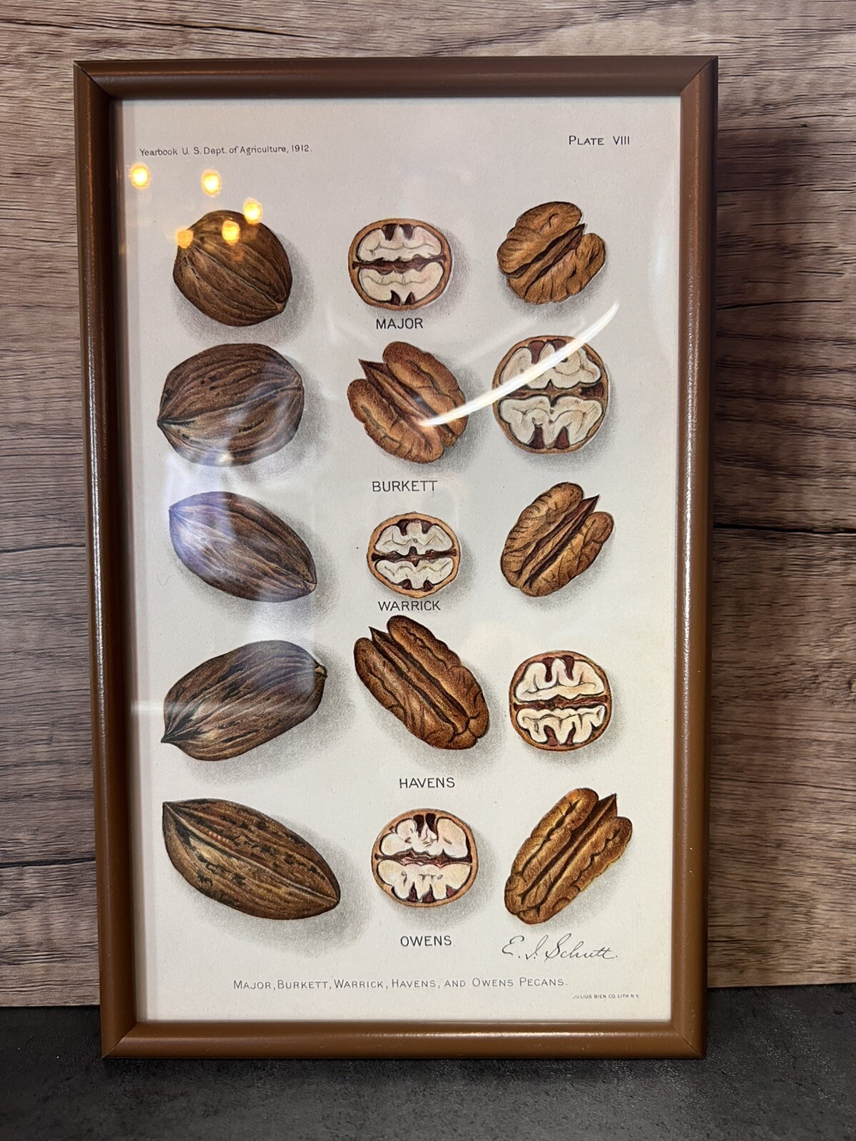 Vtg Yearbook US. Dept Agriculture Framed Pecans Lithograph Plate VIII E.L.Schutt