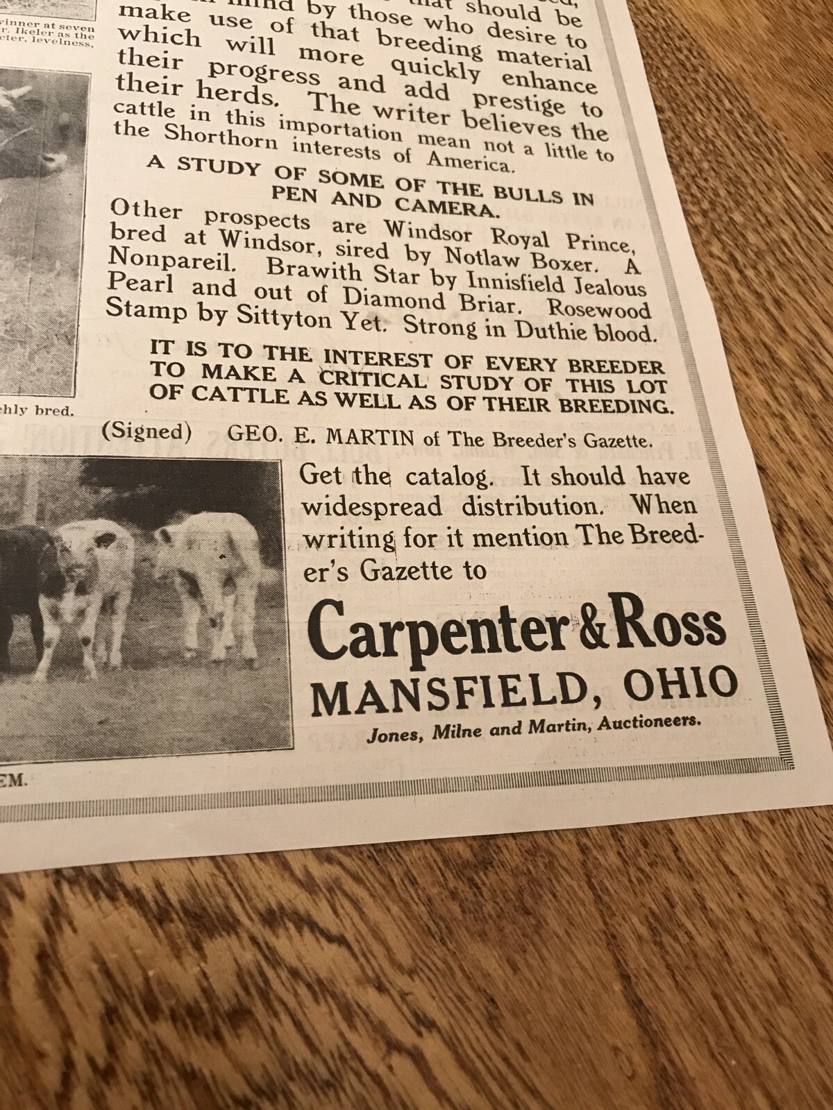 1917 Cattle Livestock Public Sale Poster – Mansfield – Ohio – Cow Advertising
