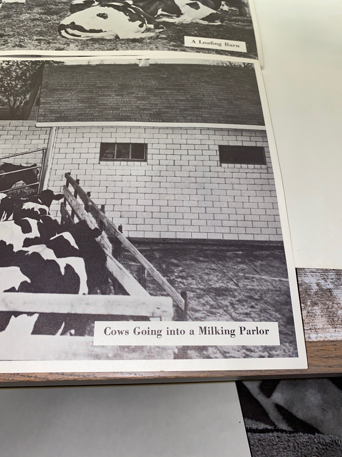 2 Vintage 9×13 Poster Cows Going In A Milking Parlor A Loafing Barn
