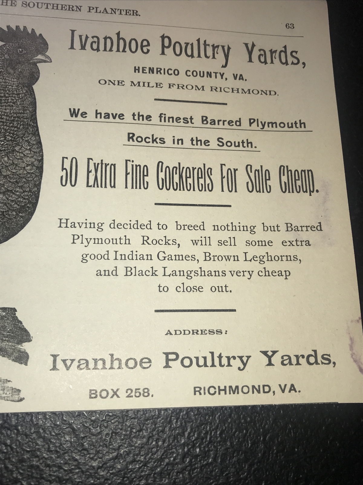 1900 Ivanhoe Poultry Yards Chicken Farm Advertising – Richmond – Virginia