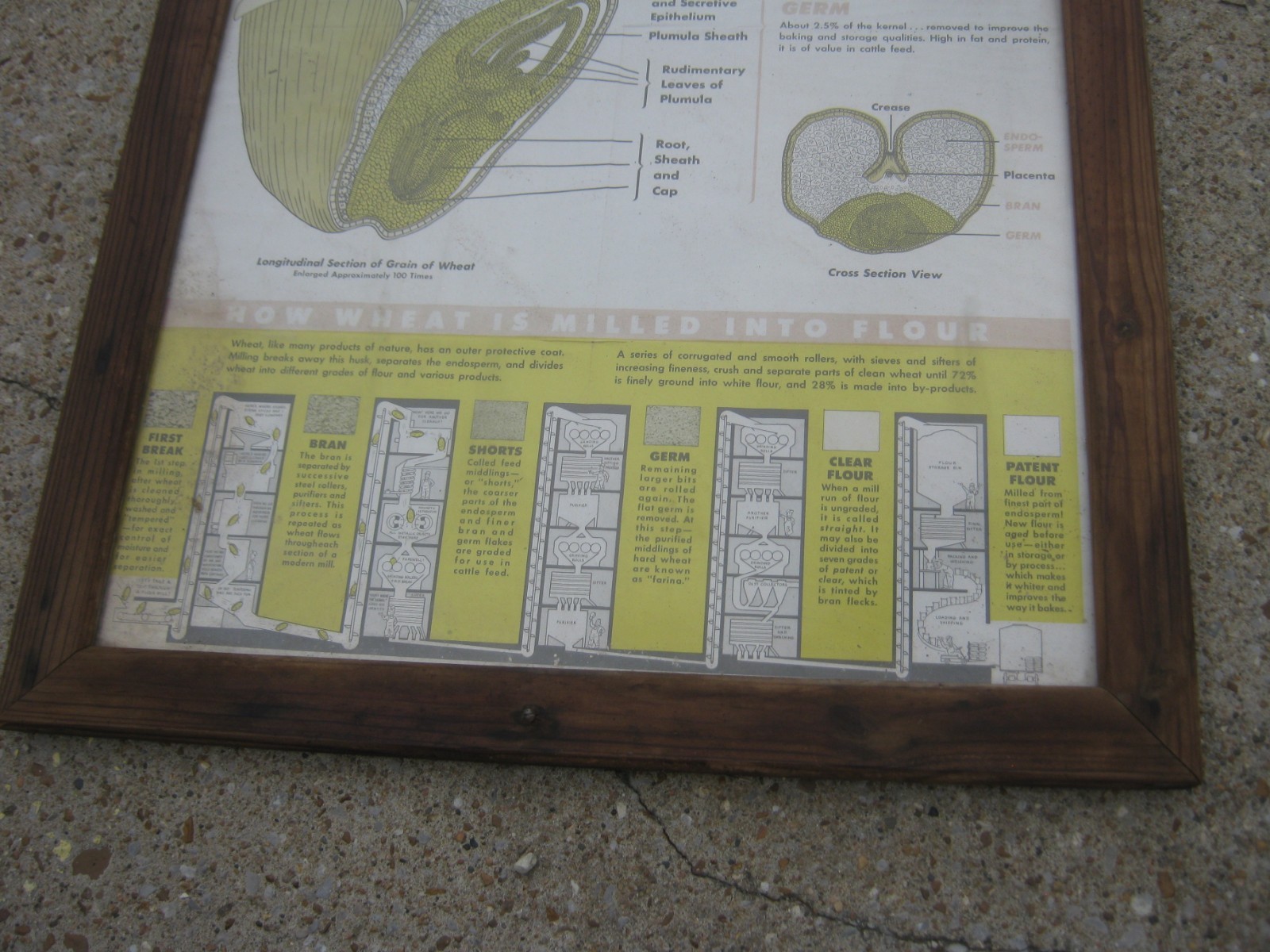 Vintage A Kernel Wheat Large Farm Poster Print Glass & Wood Frame 38.5&Prime; x 26.5&Prime;