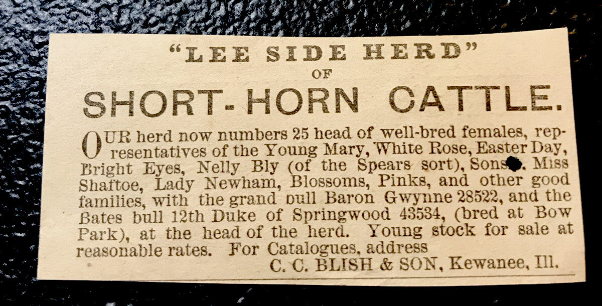 1883 C.C. Blish & Son Cattle Advertising – Kewanee – Illinois – Cow – Farm