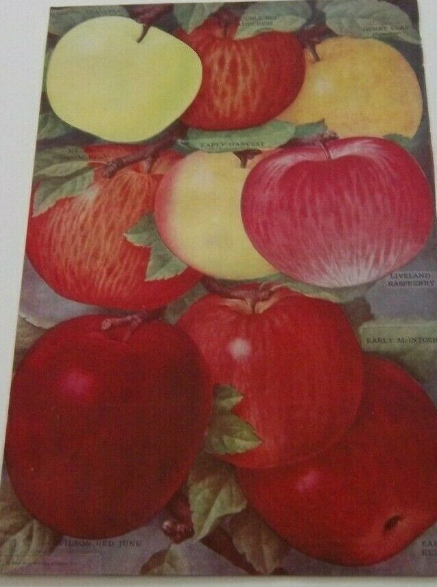 APPLE Nursery Ad Assorted Apples Farmhouse Fruit Kitchen Decor Vintage