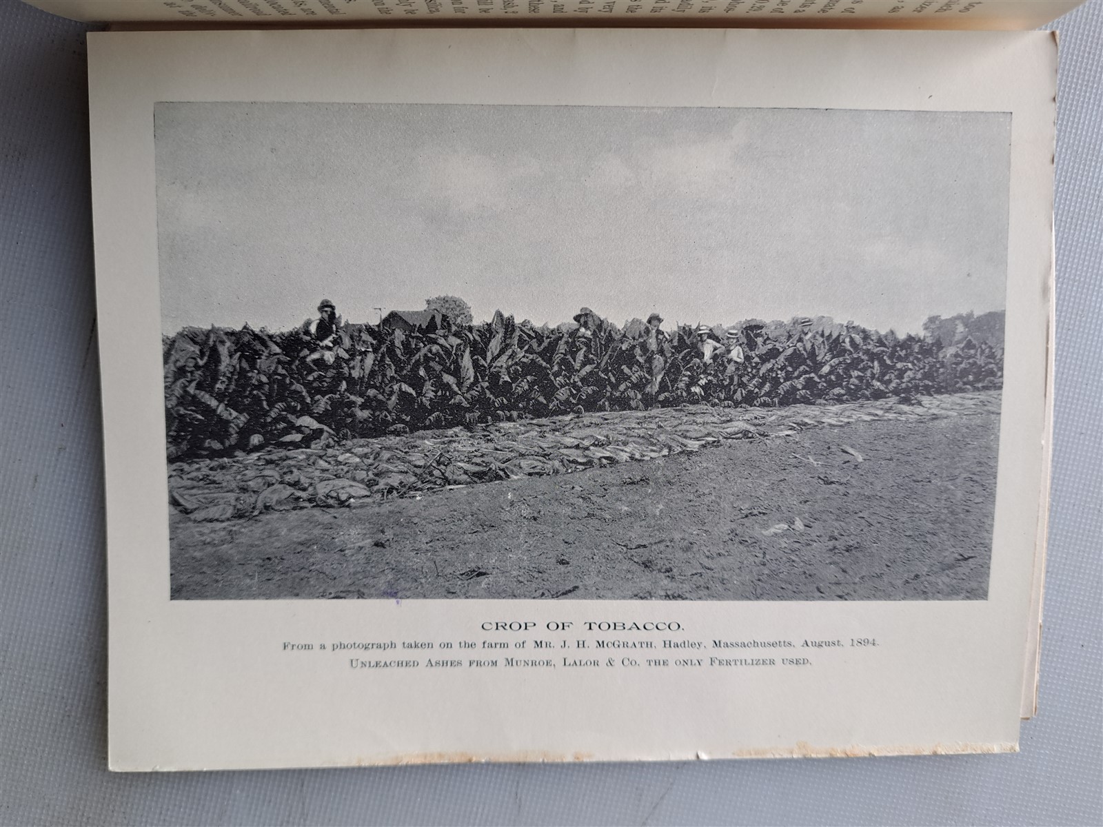 Wood Ashes and Their Use by T. Greiner – Fertilizer Promo Booklet 1894