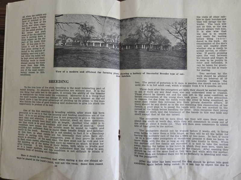 c1930 Rabbit Raising How to Begin Agriculture Advvertising Montgomery Ward & Co.