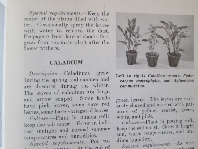 Selecting And Growing House Plants Brochure, U.S. Department Of Agriculture 1976