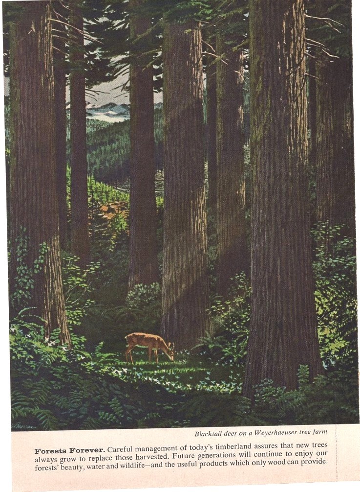 Weyerhaeuser Trees Growing As a Managed Crop 2 Pages 1962 Vintage Ad