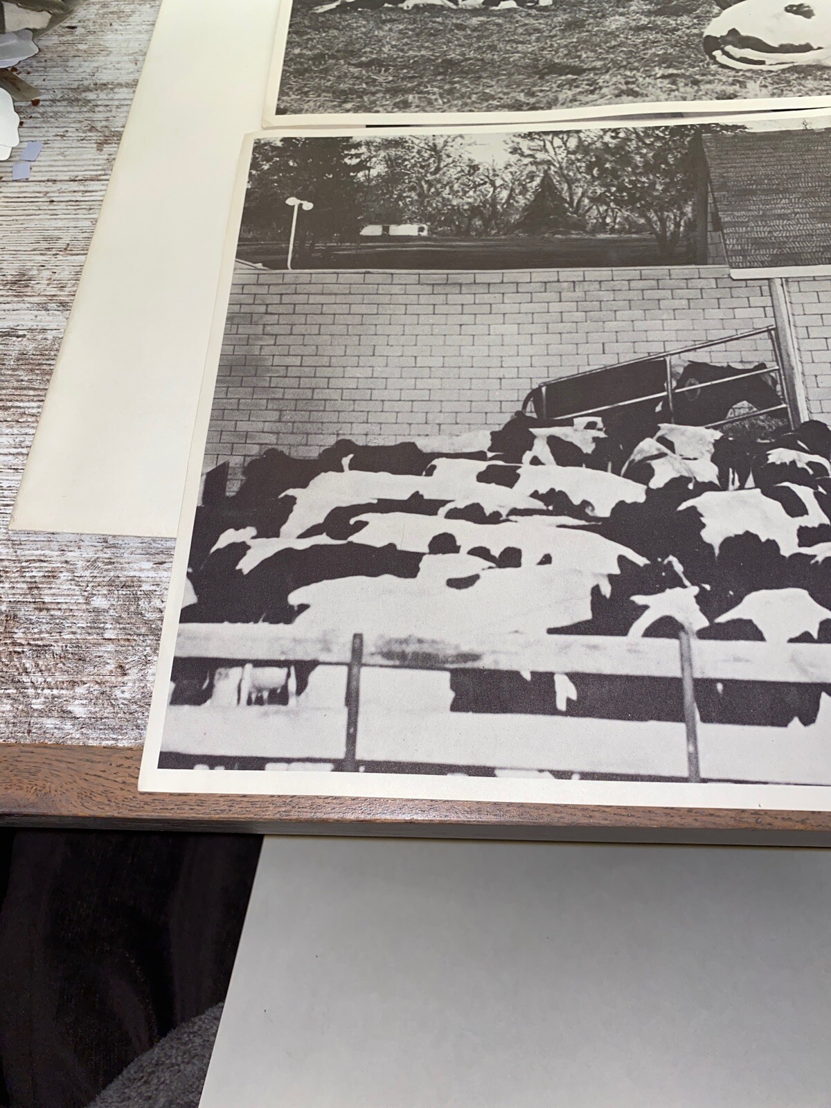 2 Vintage 9×13 Poster Cows Going In A Milking Parlor A Loafing Barn