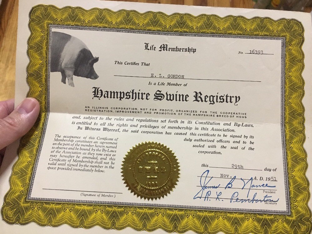 Live Membership Certificate HAMPSHIRE SWINE REGISTRY/ PEORIA ILLINOIS