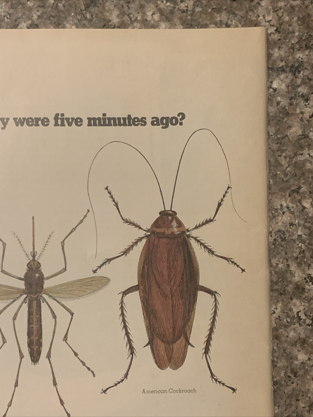 1971 Ortho Pest Control Chemicals PRINT AD House Fly Mosquito Cockroach VTG 70s