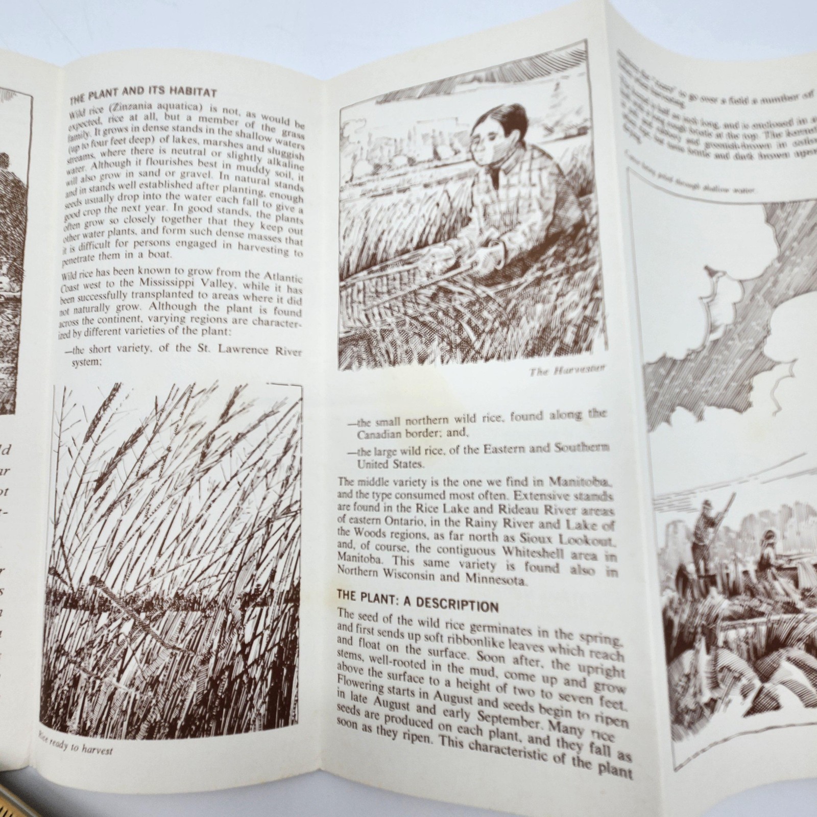 Unknown Crop Wild Rice Manitoba Heritage Cultural Affairs History Canada Food