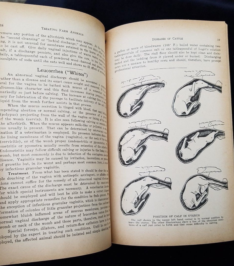 1932 How To Treat Common Ailments Farm Animals Hoard&rsquo;s Dairyman Fort Atkinson WI