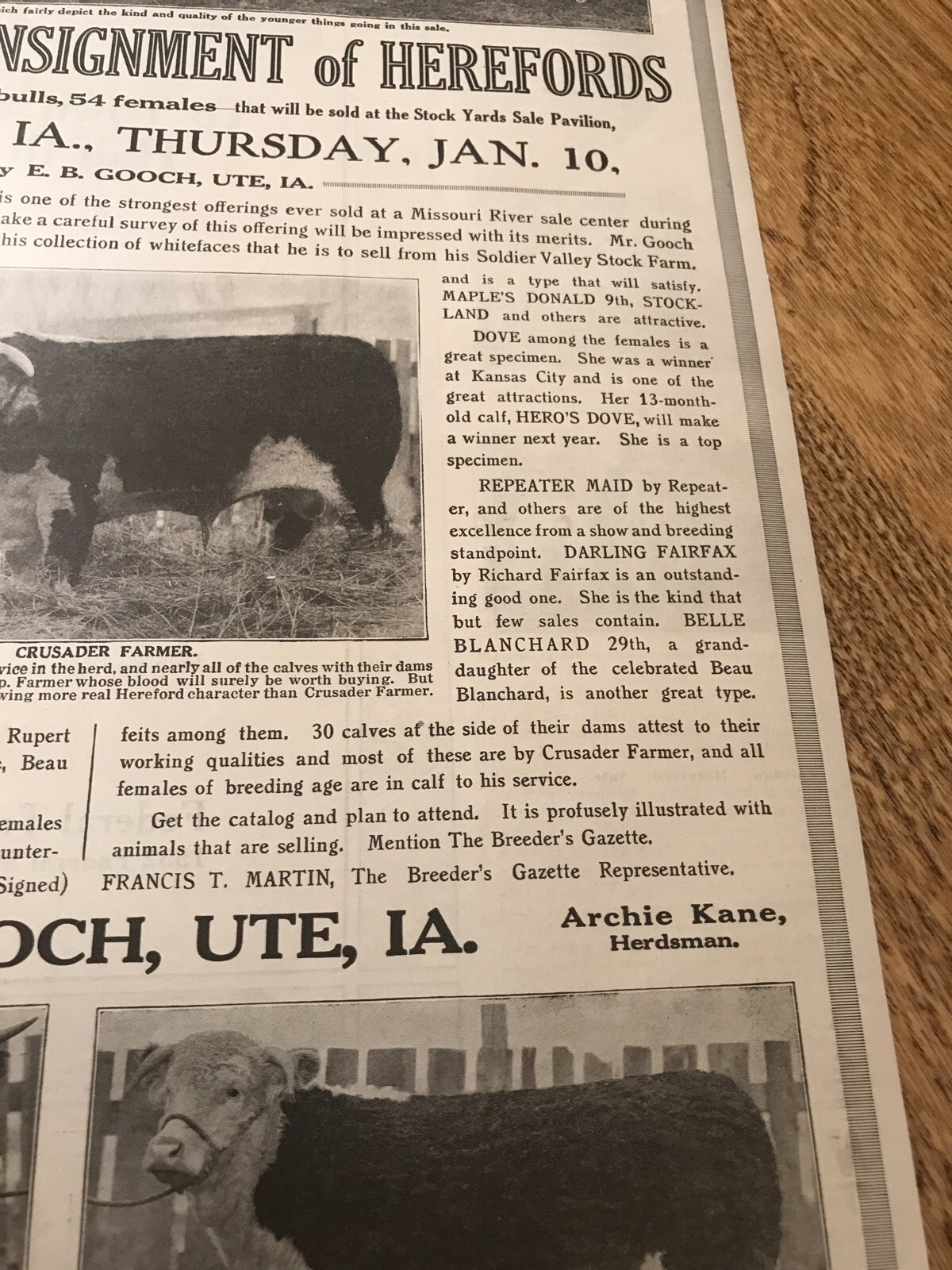 1917 Cattle Livestock Public Sale Poster – Sioux City – Iowa – Cow Advertising