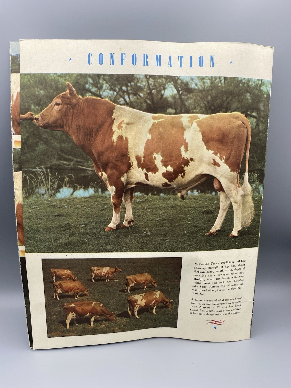 American Guernsey Cattle Club Booklet « Creating a Standard of Excellence »