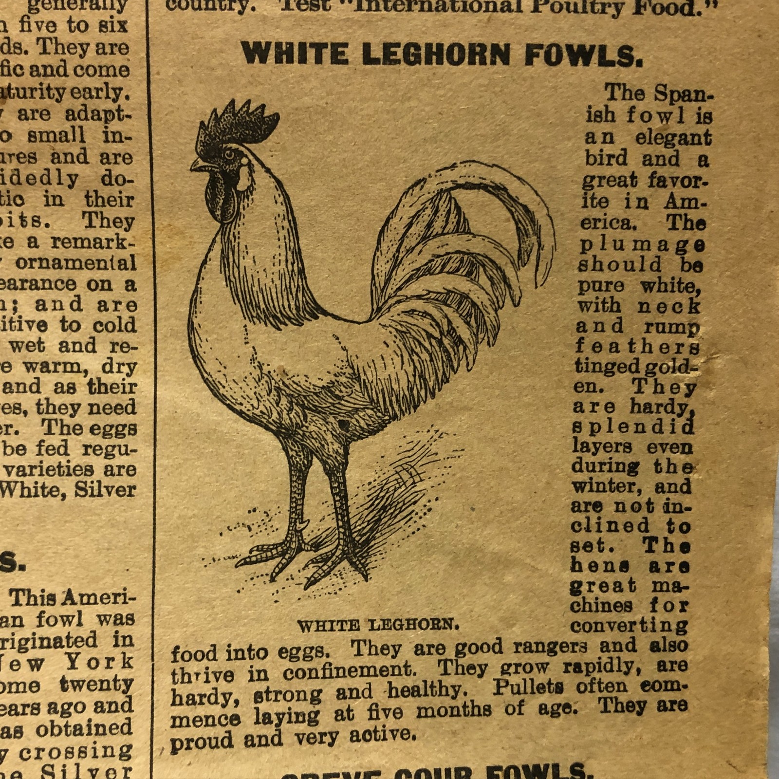 c1900s Money in Poultry Booklet International Poultry Food
