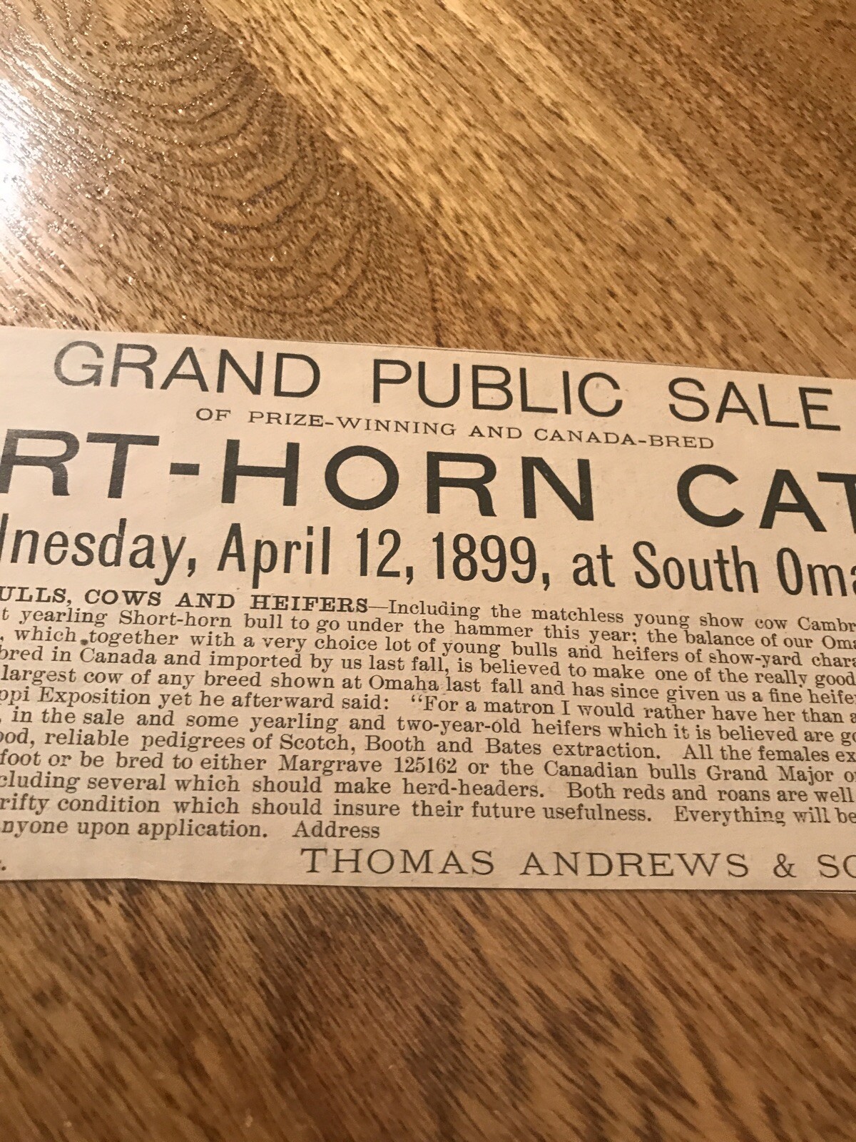1899 Shorthorn Cattle Public Sale – South Omaha – Nebraska – Cow Advertising