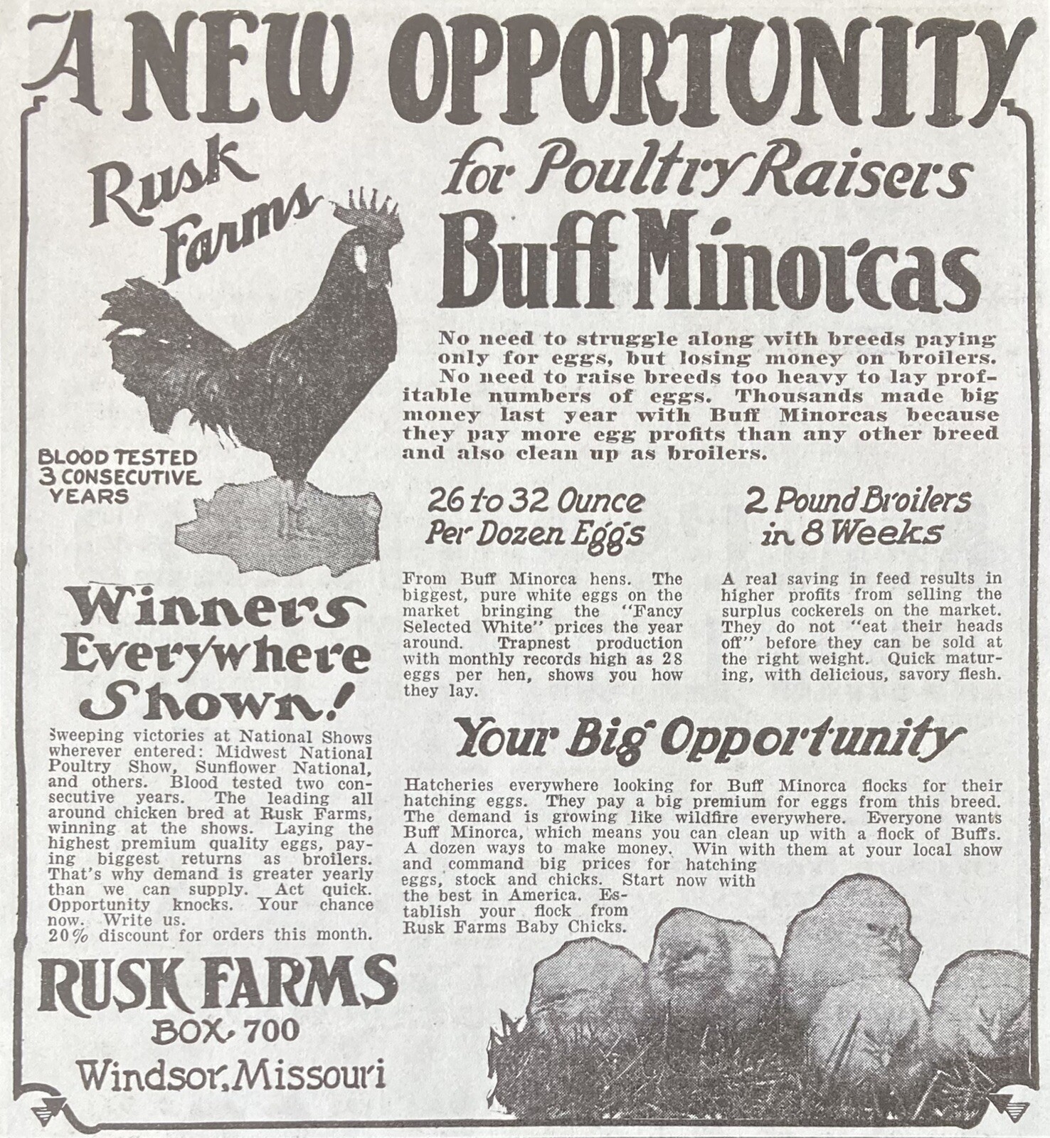 1929 AD.(XH2)~RUSK FARMS, WINDSOR, MO. BUFF MINORCAS