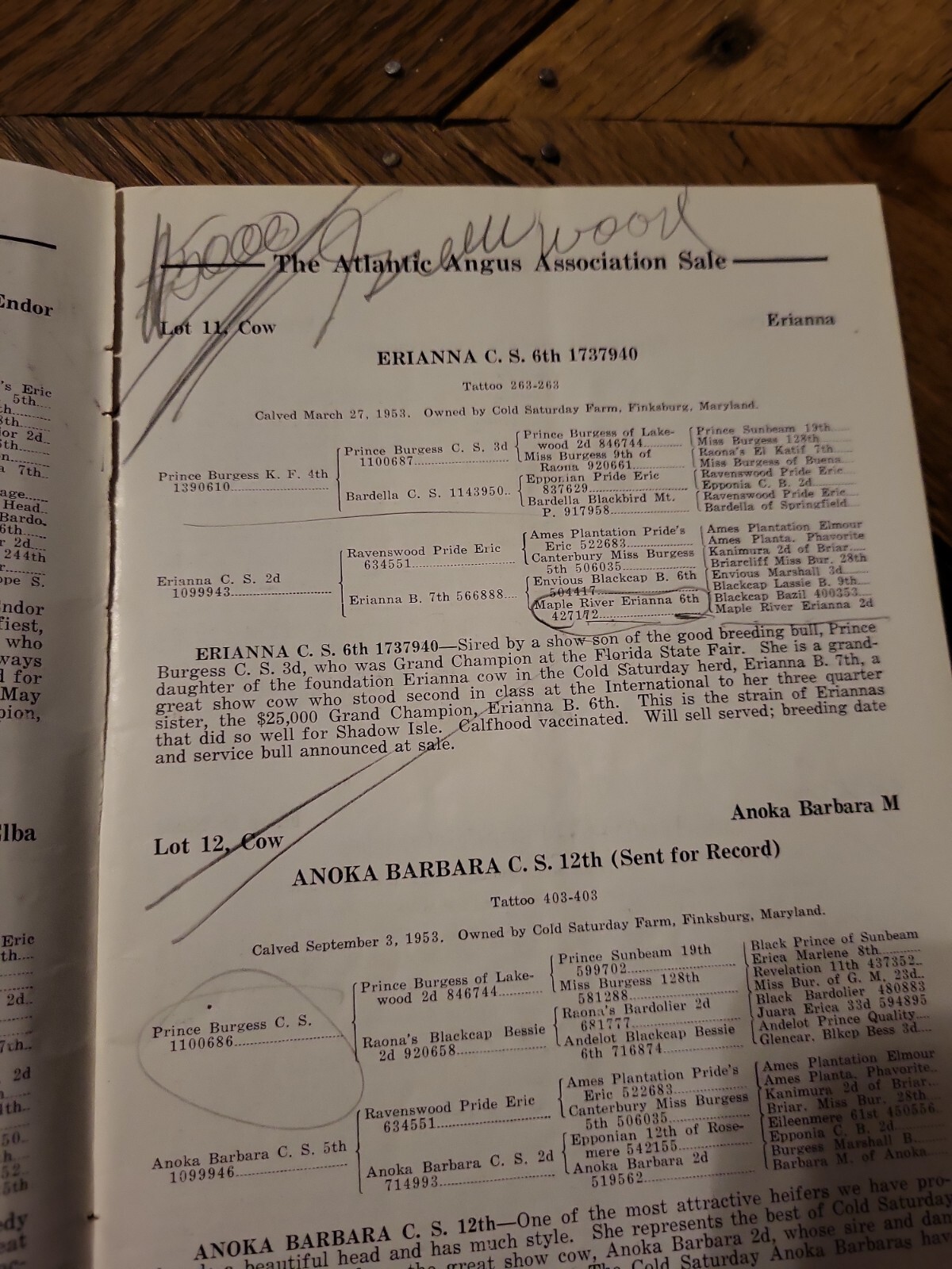 1954 Atlantic Angus Association Sale Bill Aberdeen Cattle Maryland + genealogy