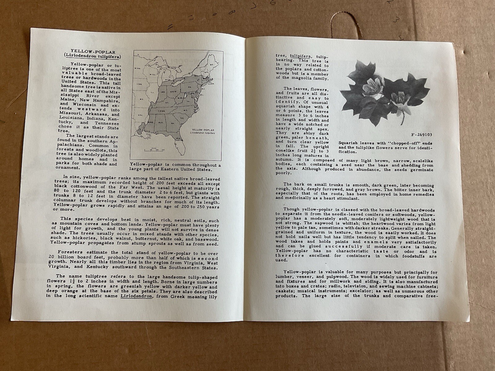 USA DEPT OF AGRICULTURE USEFUL TREES YELLOW-POPLAR Information Brochure B10