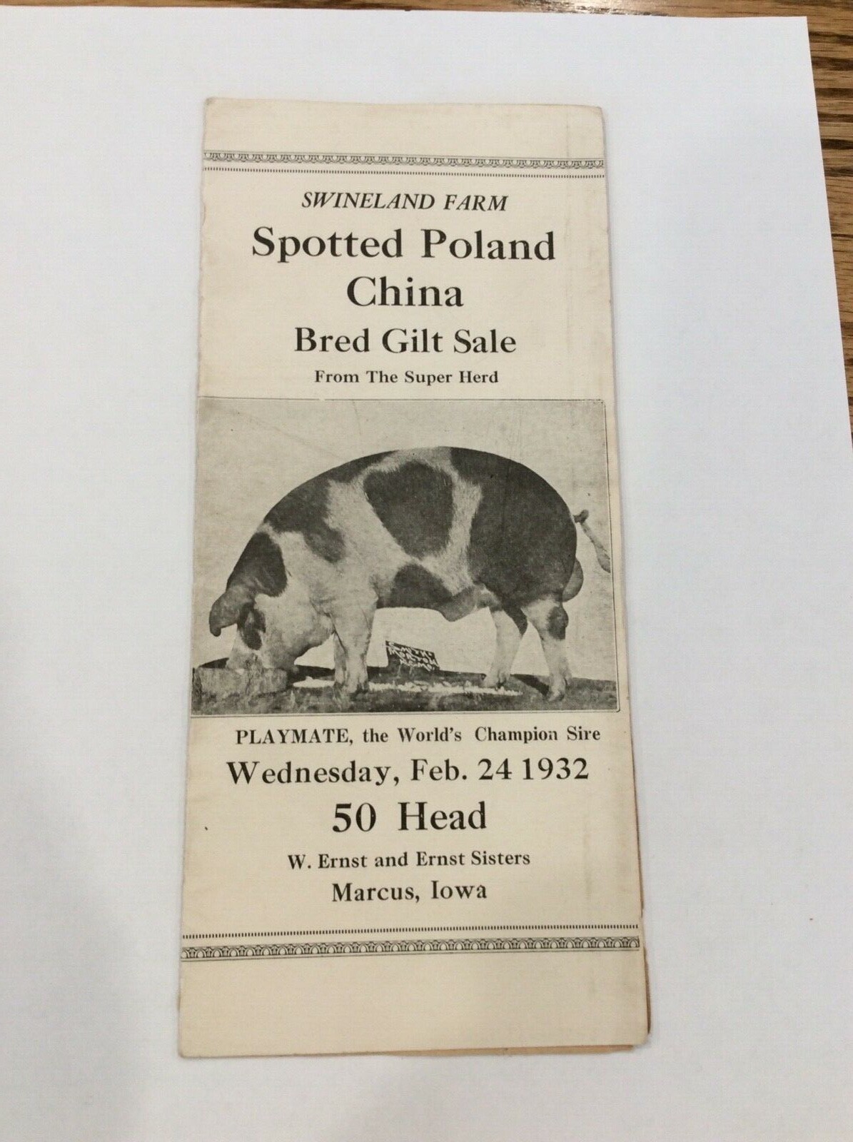 Swineland Farm 1932 Poland China Gilt Sale W Ernst & Sisters Marcus Iowa FAMILY?