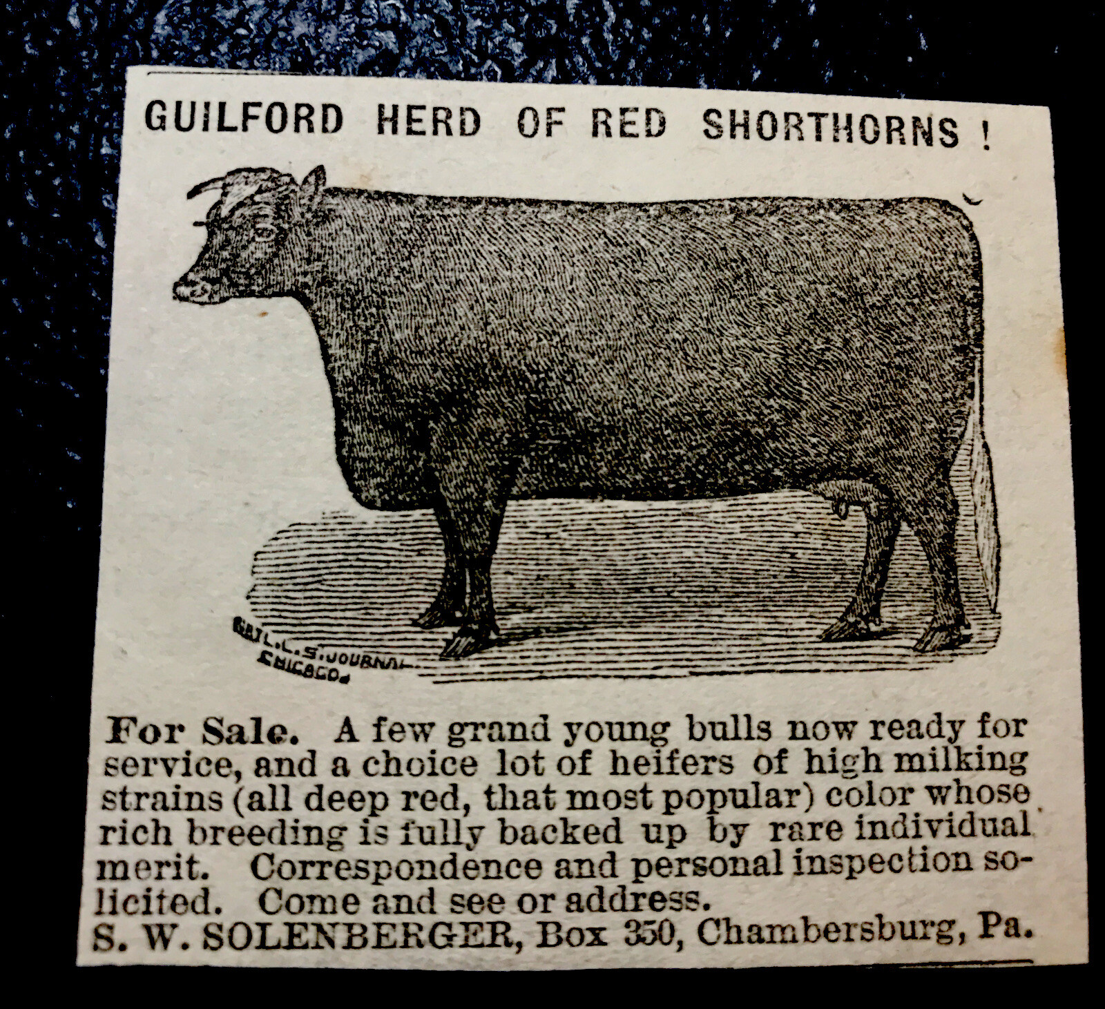 1886 Solenberger Cattle Cow Farm Advertising – Chambersburg – Pennsylvania
