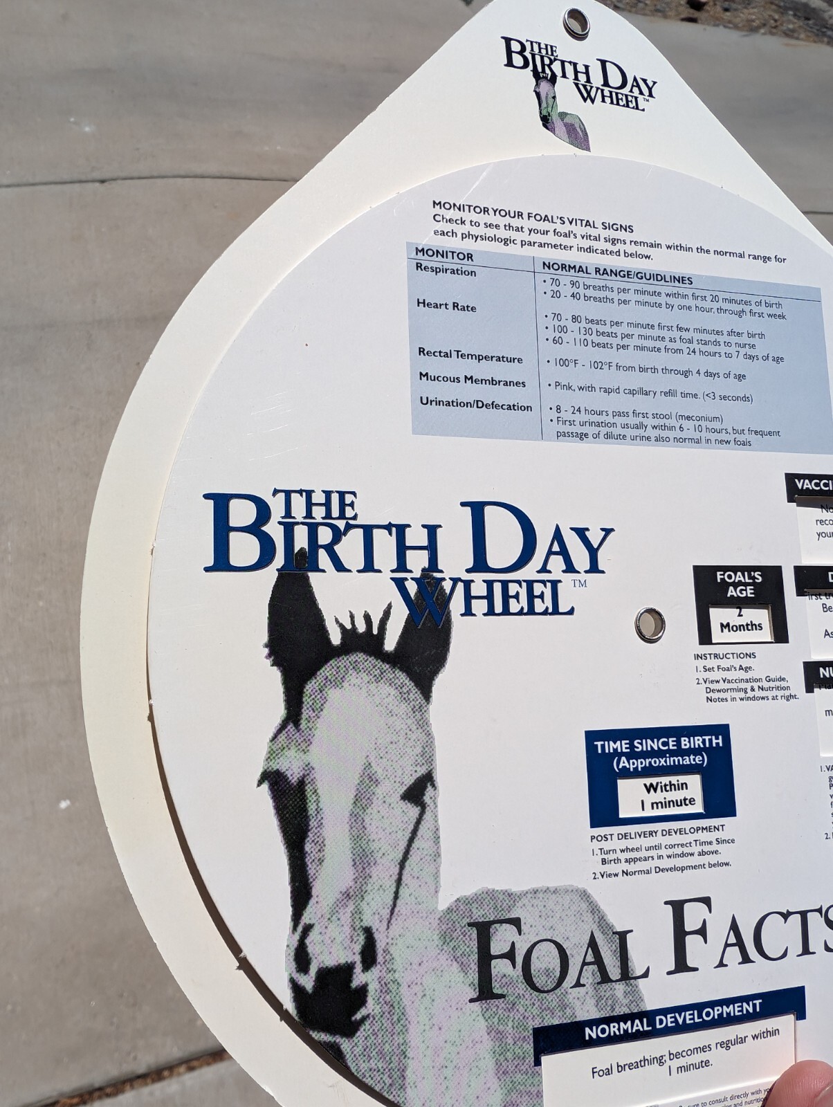 Vintage 1999 Horse Fact Spinner Double Sided The Birth Day Wheel DVM marketing