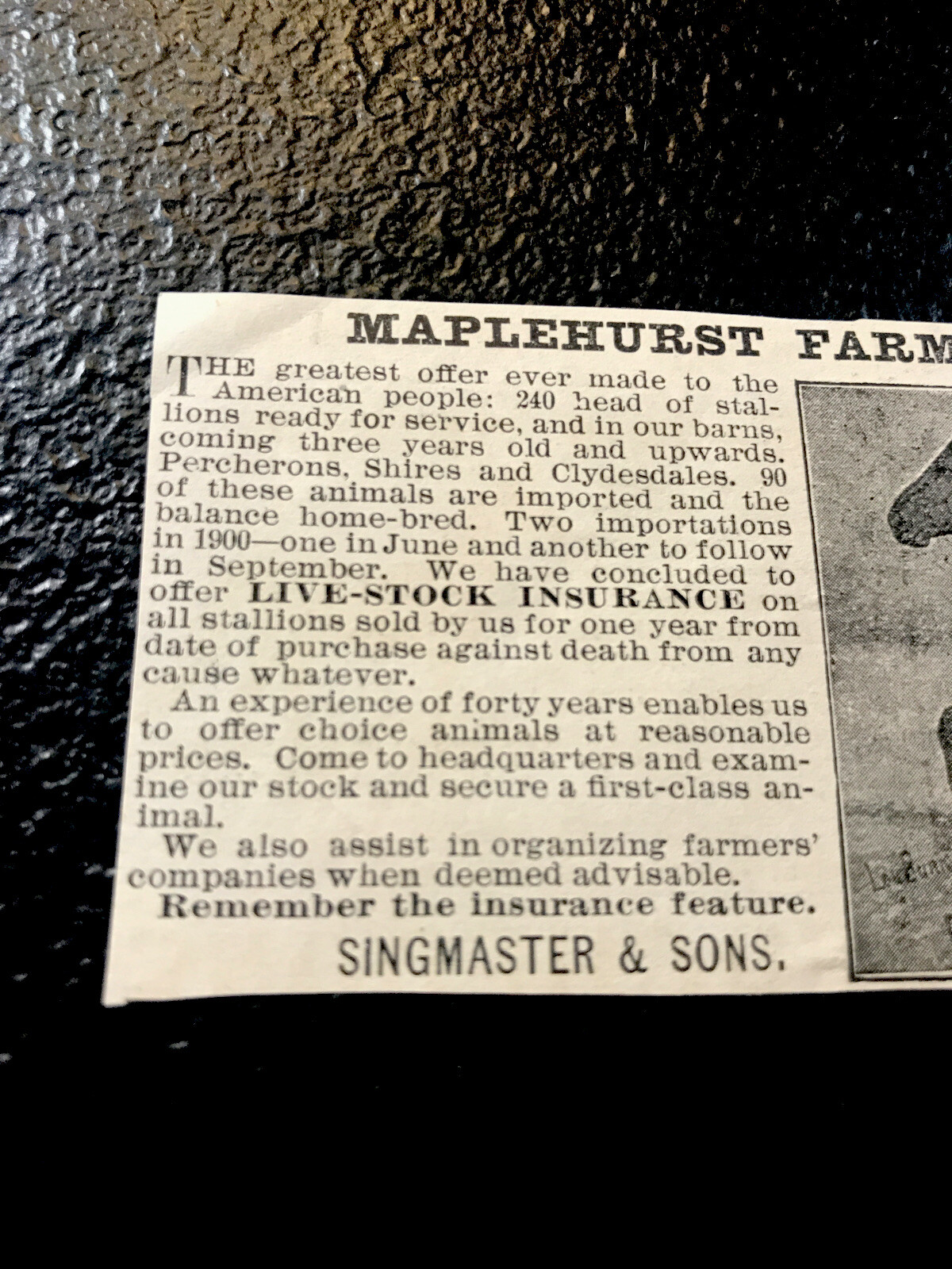 1900 Maplehurst Farm Horse Advertising – Keota – Iowa – Equestrian