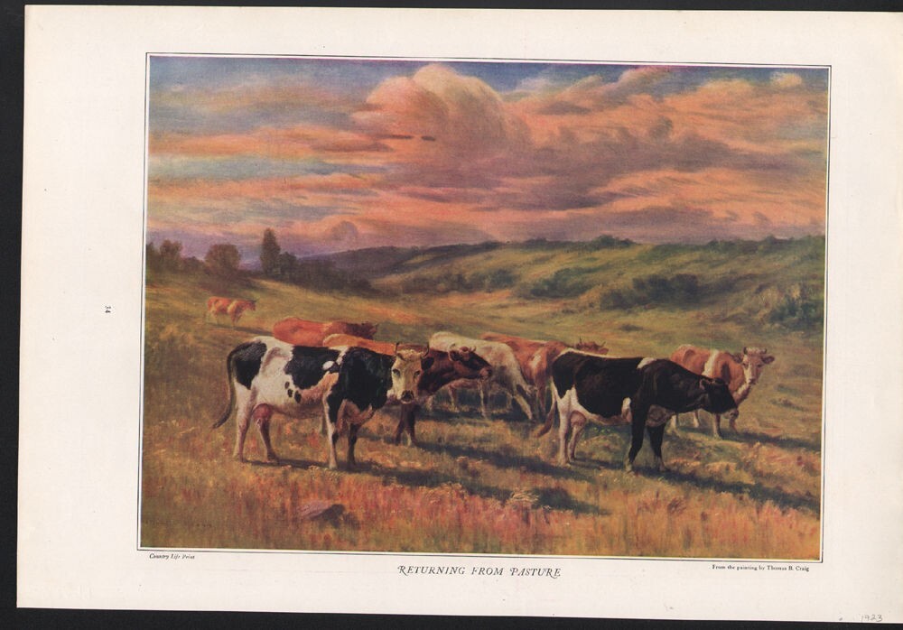 1923 THOMAS CRAIG BULL COW FARM COUNTRY HERD STOCK ANIMAL PASTURE A22599
