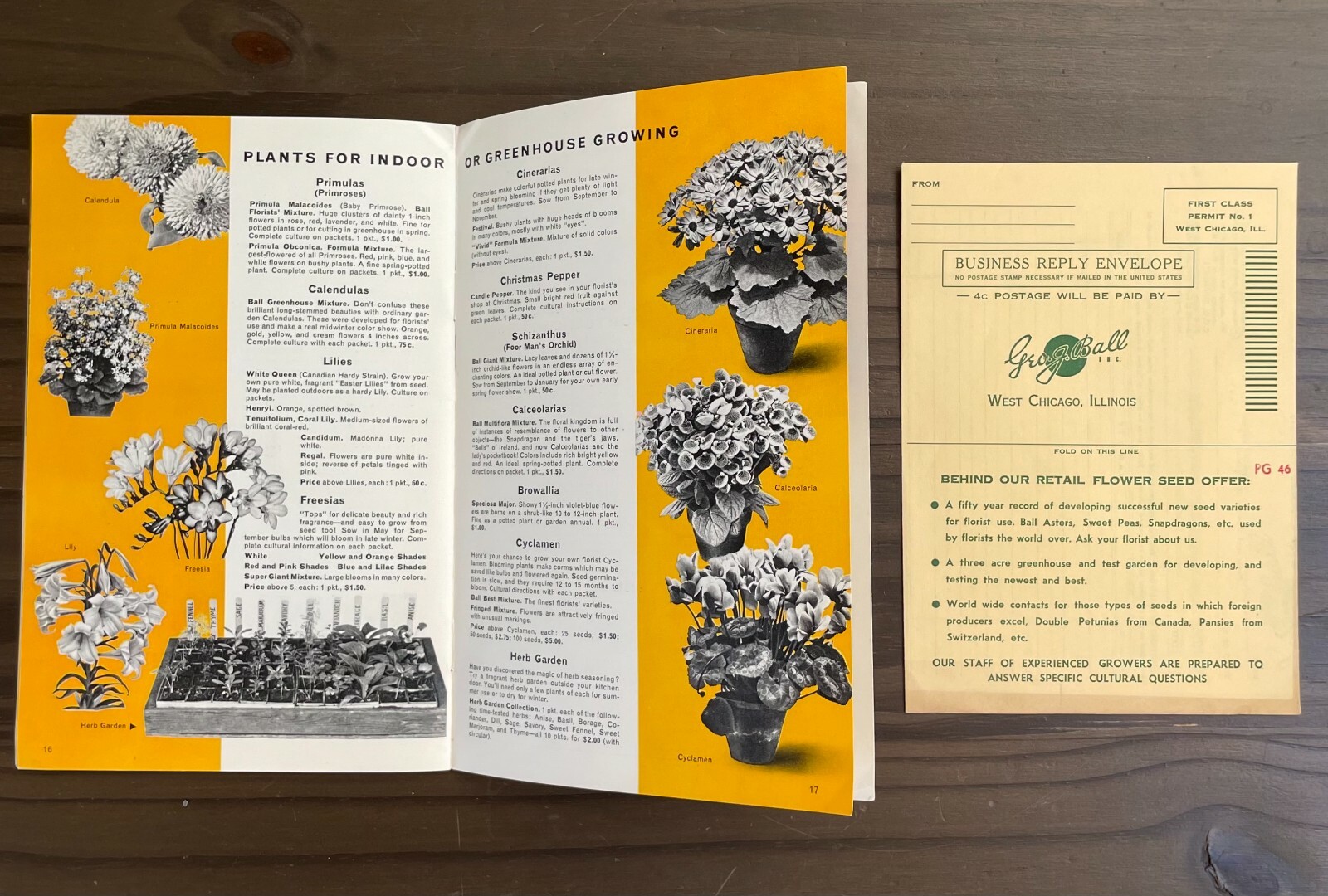Seedcraft Vintage Garden Flower Catalog Rainbow Coleus Geo J Ball 1950s Booklet