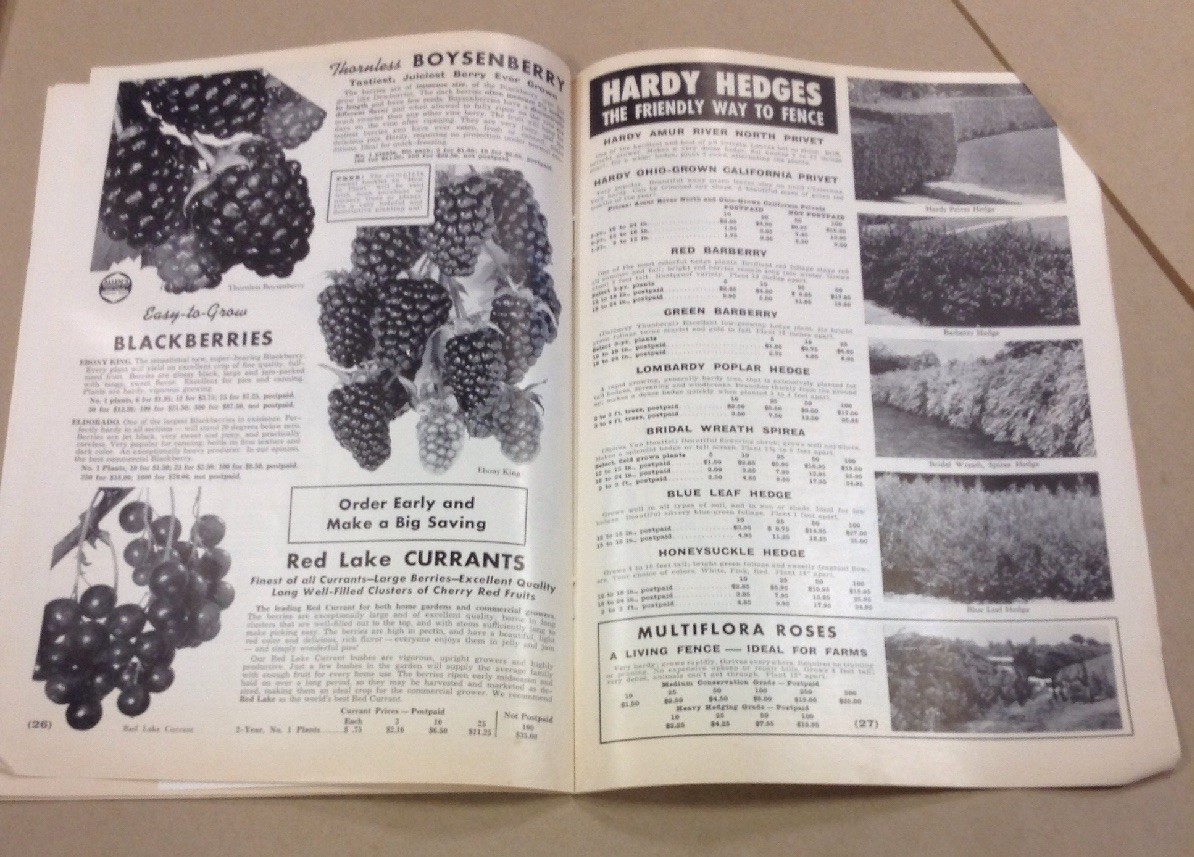 Allene nurseries and seed house co catalog INV-P1120